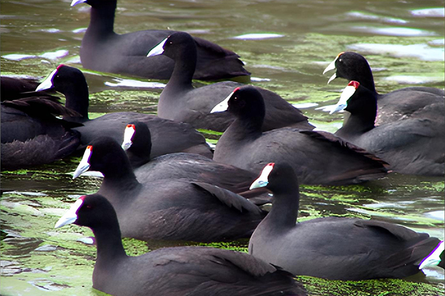 Ámbito Plan de recuperación y conservación de aves de humedales