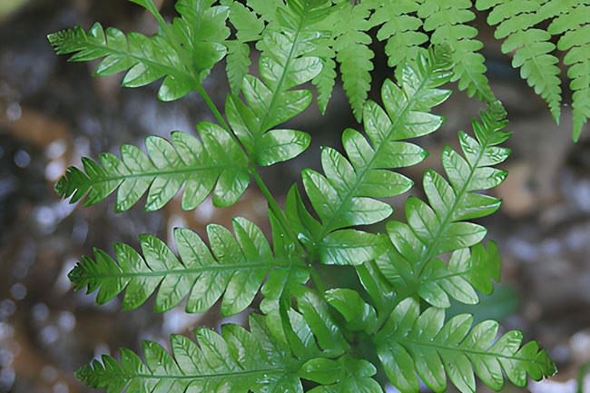 Enlace - Ámbito Plan de recuperación y conservación de helechos