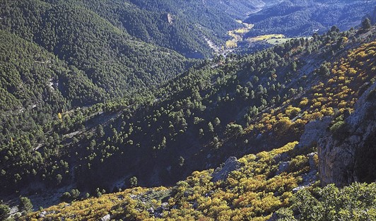 Enlace - Soporte a gestión de ayudas forestales