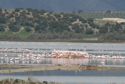 Flamencos en la Laguna de Fuente de Piedra