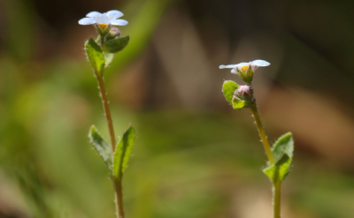 Gyrocaryum oppositifolium Valdés, conocida popularmente como ‘Nomevés’.