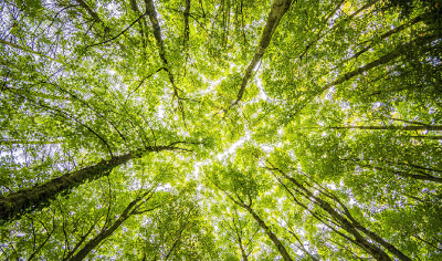 Árboles en un bosque