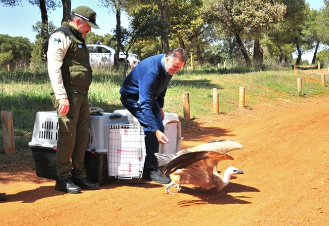 Dos personas inician la suelta de buitres y cernícalos recuperados en CREA El Blanqueo.