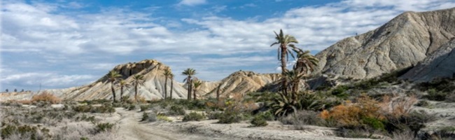 Biodiversidad en el desierto