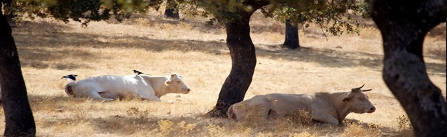 Usos y aprovechamientos del Parque Natural Sierra de Cardeña y Montoro