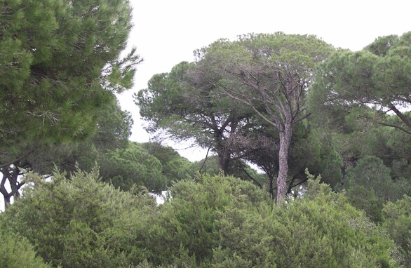 Enlace Medio Forestal