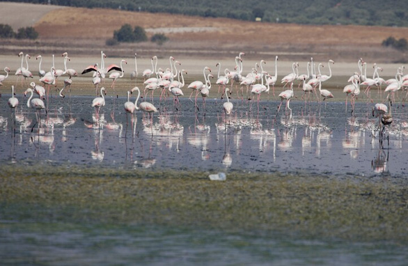 Enlace - Biodiversidad