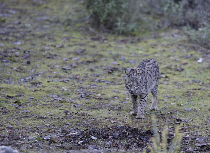 Enlace - Cartografía de distribución de especies de flora y fauna amenazadas y de interés en Andalucía