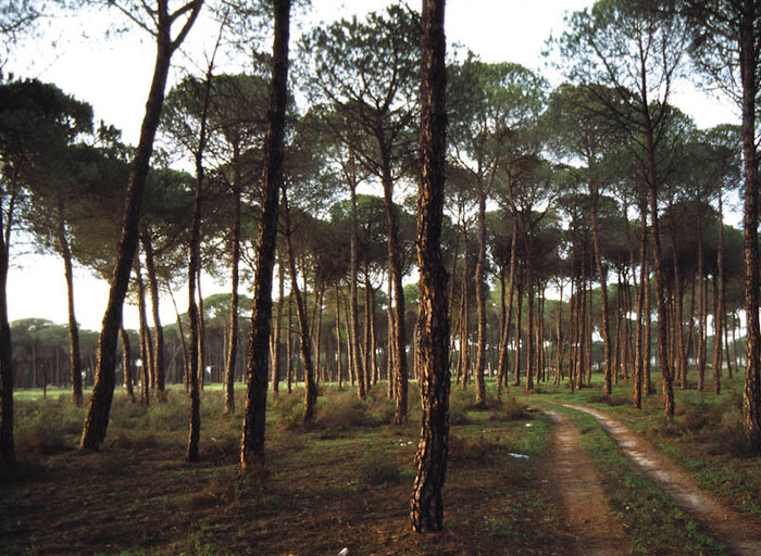 Enlace - Inventario de Árboles y Arboledas singulares de Andalucía-Condicionantes