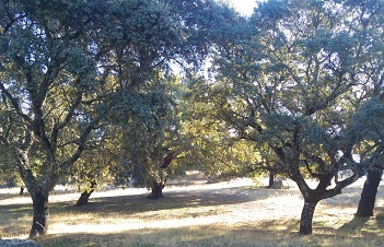 Enlace - Zonificación de los Planes de Ordenación de Recursos Naturales Vigentes