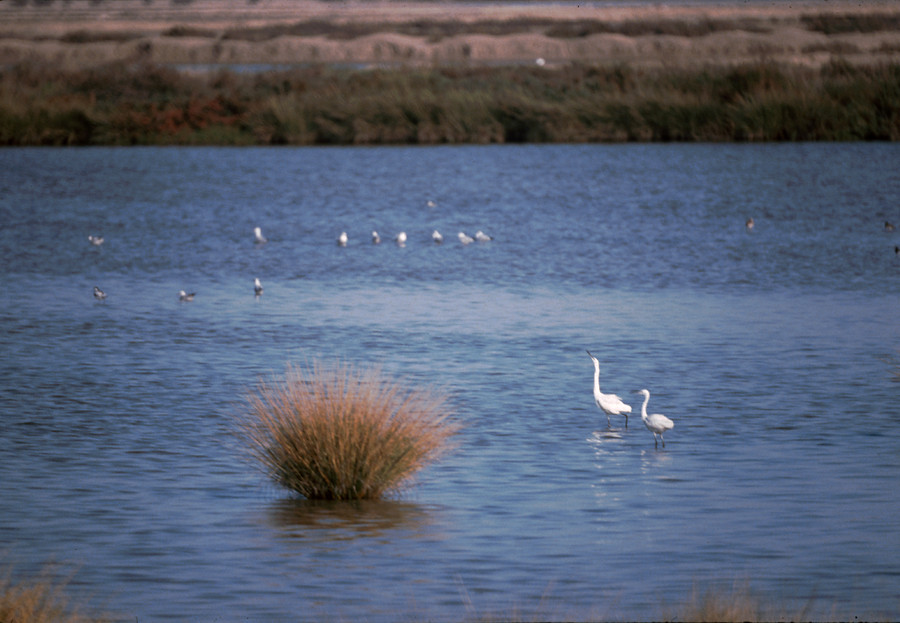 Centro de Análisis y Diagnóstico de la Fauna Silvestre de Andalucía (CAD)