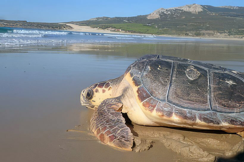 Atención de emergencias frente a varamientos de mamíferos y tortugas marinas