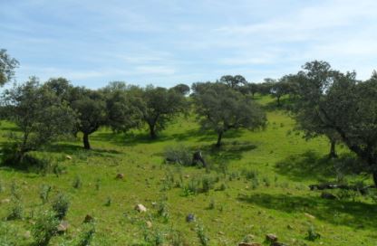 Ordenación de los recursos micológicos en el medio natural