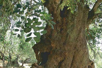 Inventario de árboles y arboledas singulares de Andalucía