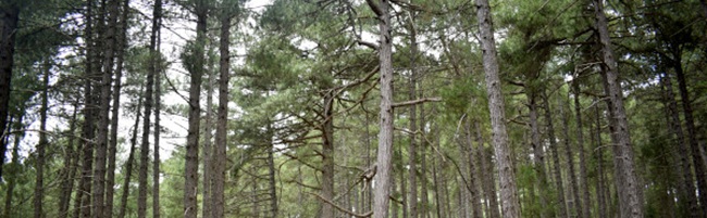 Taller de señalamiento maderero con criterios de gestión forestal sostenible