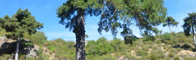 Caracterización y medición de árboles singulares del Parque Natural de Cazorla, Segura y las Villas