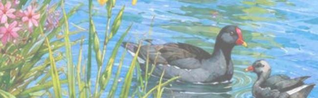 Biodiversidad, agua y ciudad Patrimonio de la Humanidad: Los Sotos de la Albolafia
