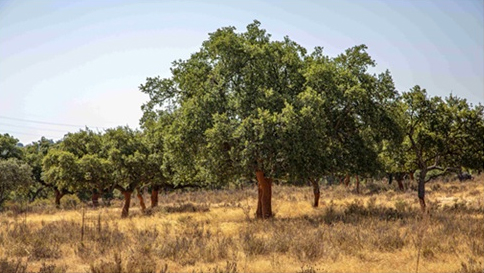 La Red Estatal de Montes Públicos destaca los PGI andaluces