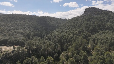 Colinas repletas de árboles fondosos.