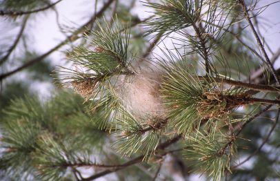 Enlace - Análisis de plagas y procesos de decaimiento forestal en coníferas