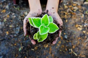 Enlace - ¿Qué es un indicador ambiental?