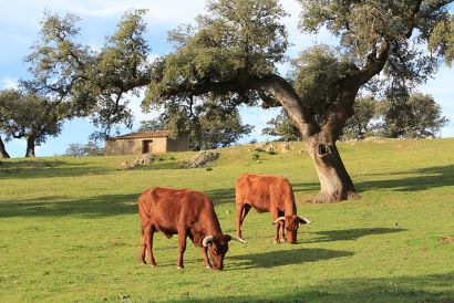 Sistema de Gestión Ambiental Integrado en Parques Nacionales y Naturales de Andalucía