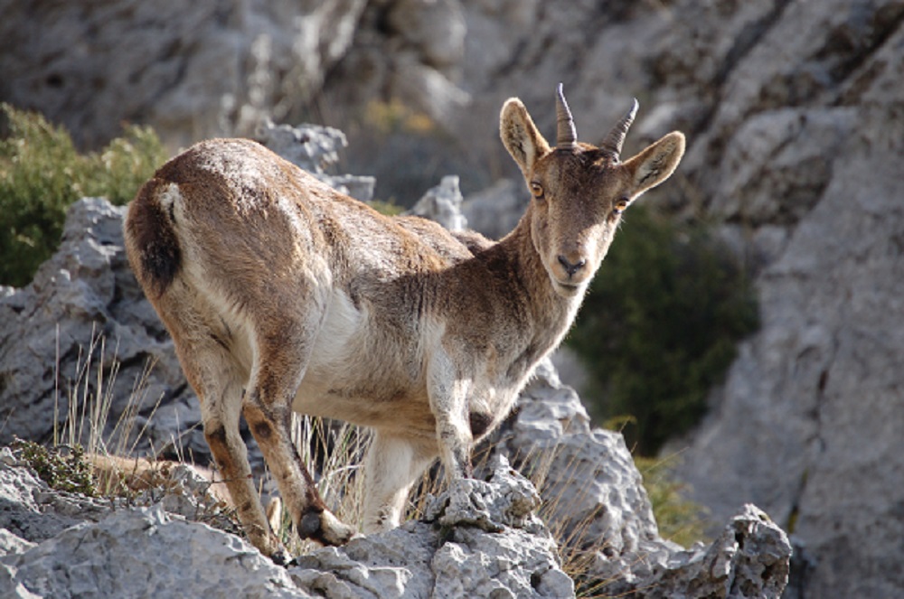 Parque Natural Sierra de Grazalema