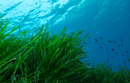 Life Posidonia. Conservación de las praderas de Posidonia Oceánica en el Mediterráneo andaluz. LIFE09 NAT/E/000534