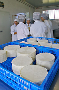 La Consejería de Agricultura desarrolla un completo programa de artesano quesero.