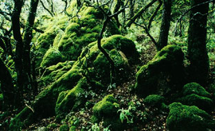Parque Natural Los Alcornocales.