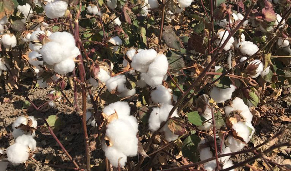 El algodón es, junto a la remolacha, el cultivo que más se beneficia de las ayudas agroambientales de la Junta.