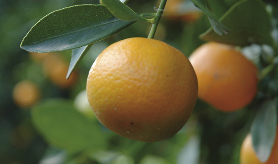 El mayor volumen de producción en Andalucía corresponde a la naranja dulce.