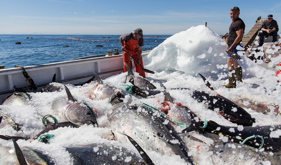 El sector está interesado en que se autorice fabricar mojama con atunes congelados a -9ºC frente a la mínima de -18ºC que establece Europa.