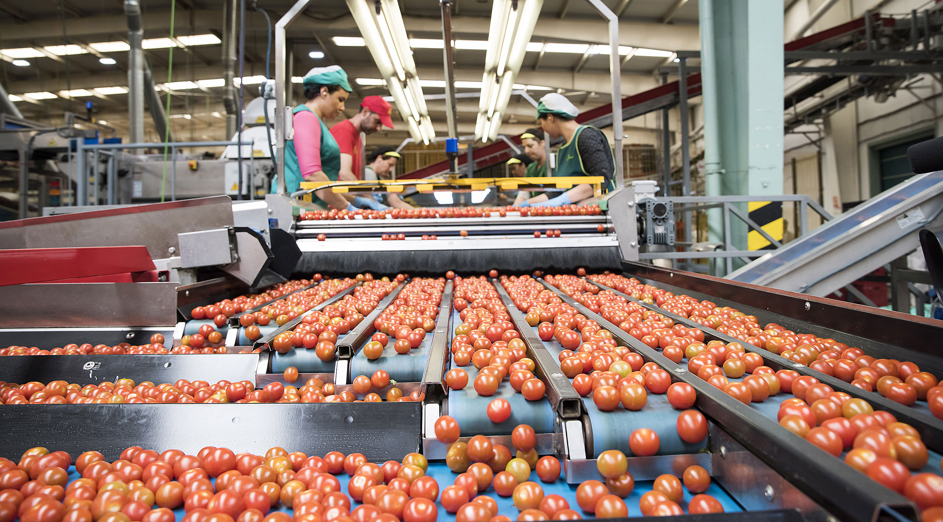 Imagen del artículo Aprobada la tramitación de la Estrategia de la Cadena de Valor de la Agroindustria andaluza