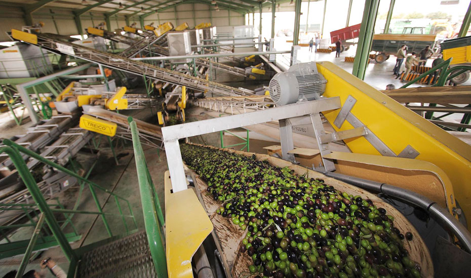 
			      Procesado del aceite en una almazara.			    
			  