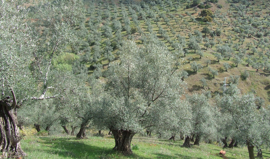El Ifapa aborda, entre otros, un proyecto de investigación sobre el  efecto del cambio climático en el olivar.