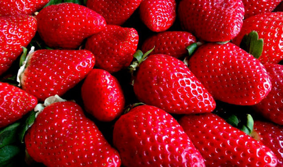 
			      El cultivo de fresas y frutos rojos es uno de los principales activos socioeconómicos de Huelva. 			    
			  