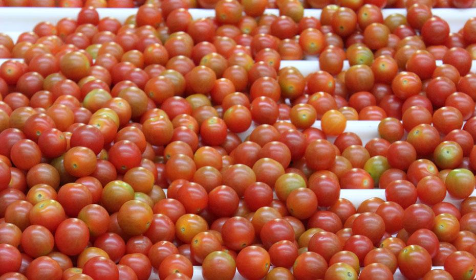 Imagen de unos tomates.
