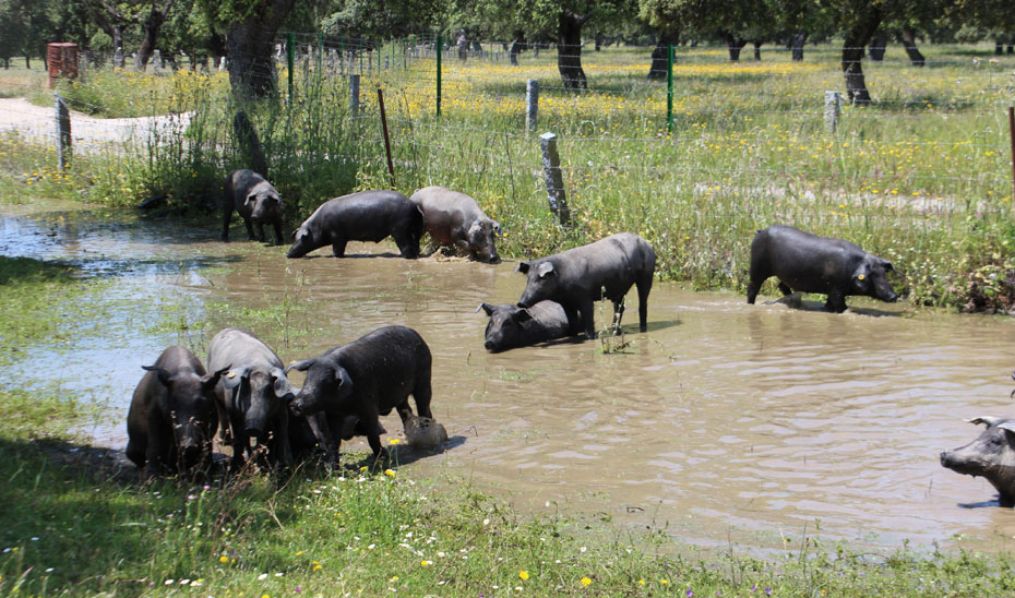 Cerdos en una ganadería extensiva andaluza.