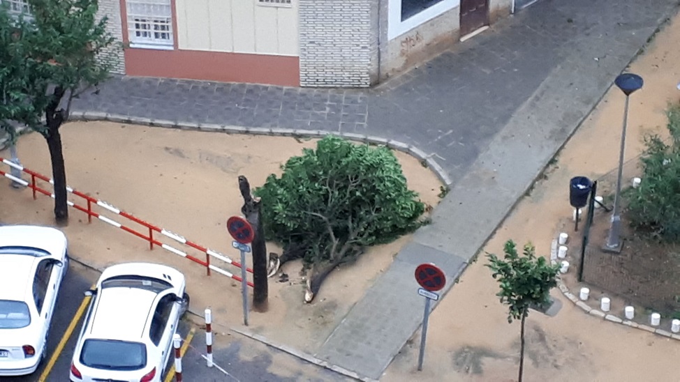 Árbol caído por un episodio de viento en Sevilla (Archivo).