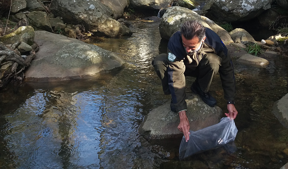 En 2018, se devolvieron a los ríos andaluces más de 460 kg de angulas en los tres primeros meses del año