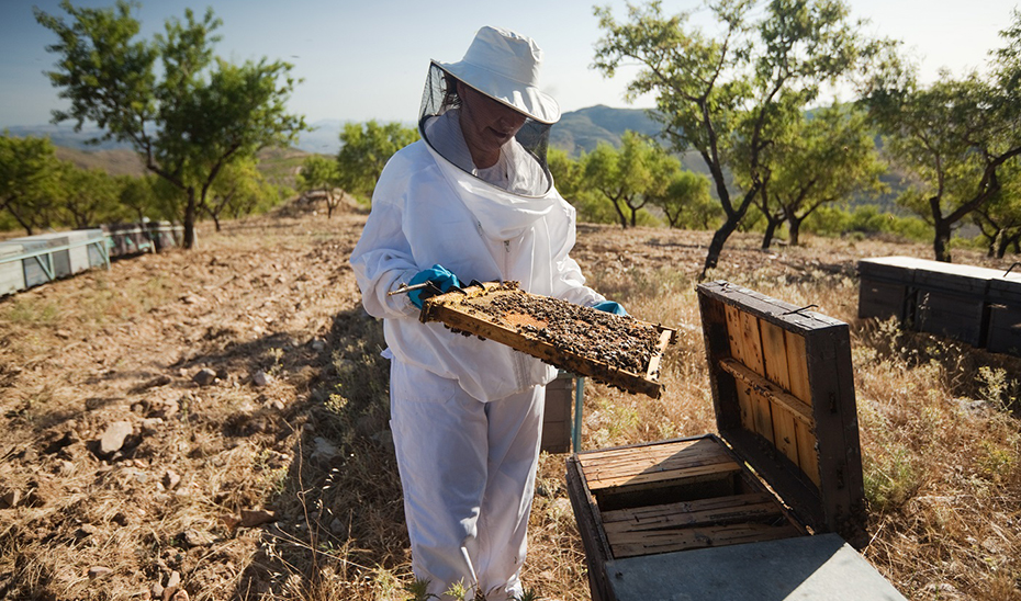 Andalucía cuenta actualmente con más de 560.800 colmenas que cumplen con los criterios de extracción