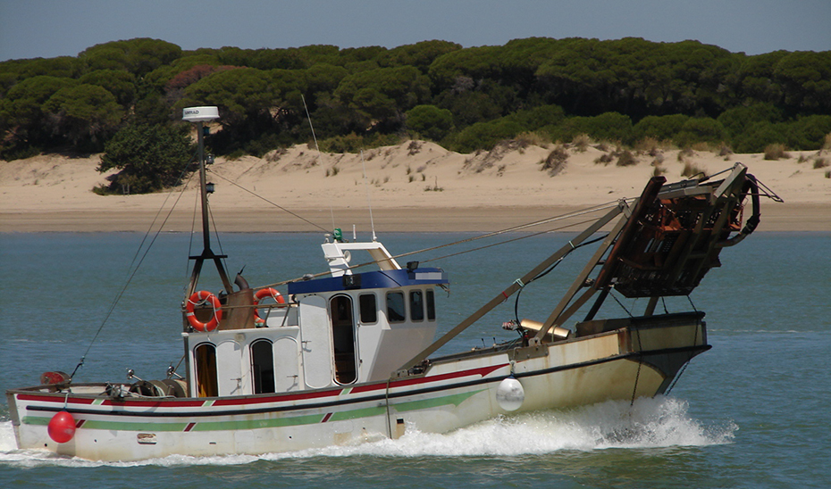 En el Golfo de Cádiz tienen su base 96 embarcaciones que se dedican de forma exclusiva a la chirla.