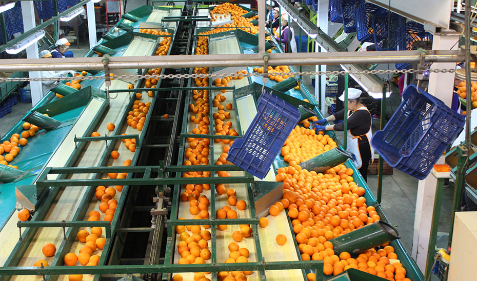 Proceso de selección industrial de naranjas andaluzas en las instalaciones una cooperativa.