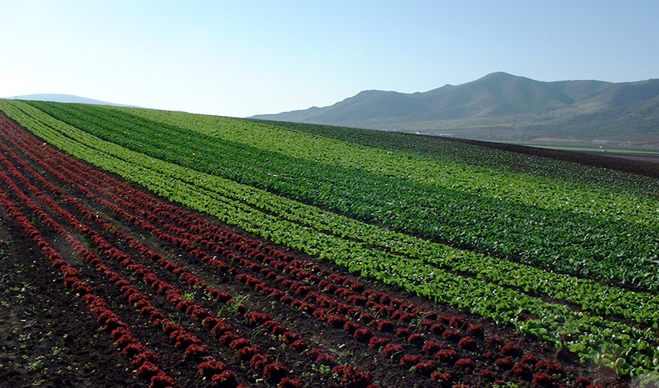 Plantación ecológica con distintas variedades de lechugas.