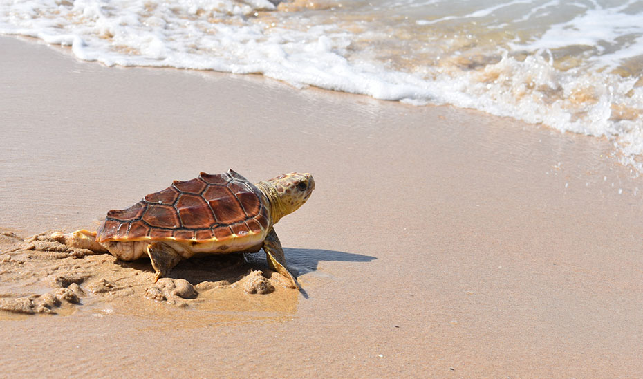 Uno de los dos ejemplares de tortuga boba recuperadas volviendo al mar en la playa de Bolonia de Tarifa.