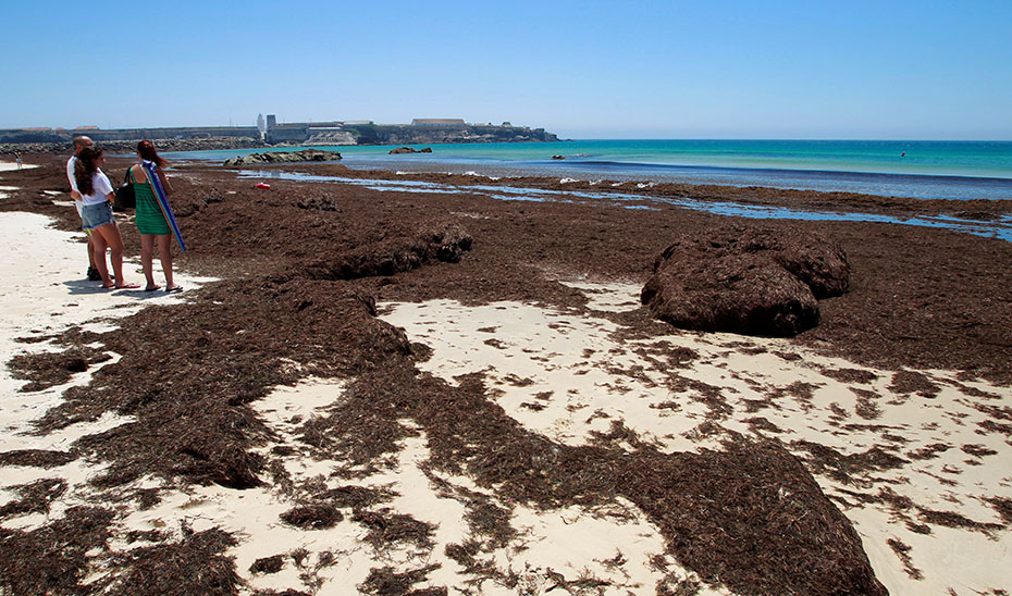 Playa de Tarifa (Cádiz) con el alga asiática \u0027Rugulopterix okamurae\u0027.