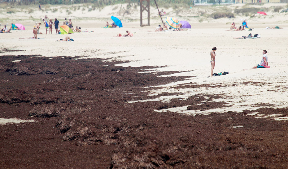 Aspecto que presentaba en 2020 la playa gaditana de Tarifa por la invasión del alga asiática \u0027Rugulopterix okamurae\u0027. (Foto Efe)
