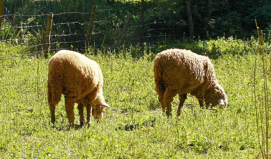 Ovejas de la cabaña de ganado ecológico pastando.