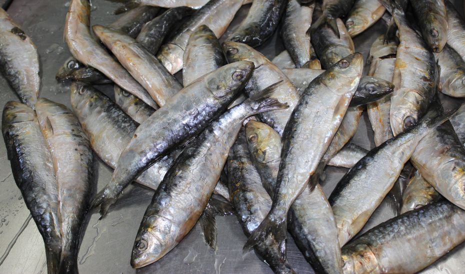 El Gobierno andaluz reclama un reparto más equitativo de la cuota de pesca de sardina entre España y Portugal.